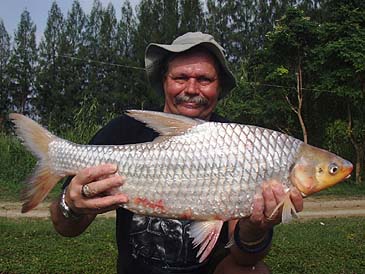 1082_Tim Webb_Soldier River Barb_Cyclocheilichthys enoplus.jpg